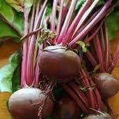 BETTERAVE ROUGE - botte -